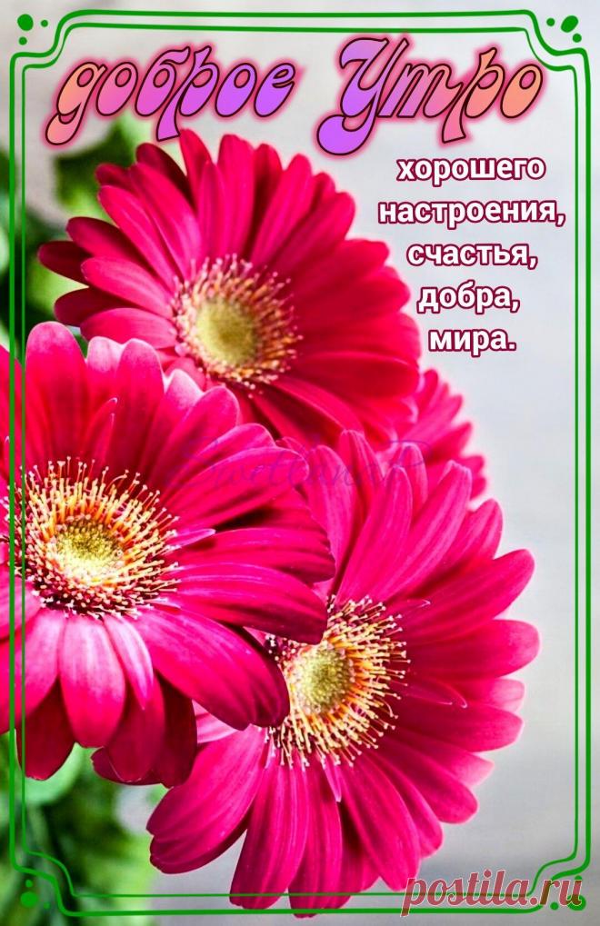 С добрым утром Привет Здрасте Добрый день