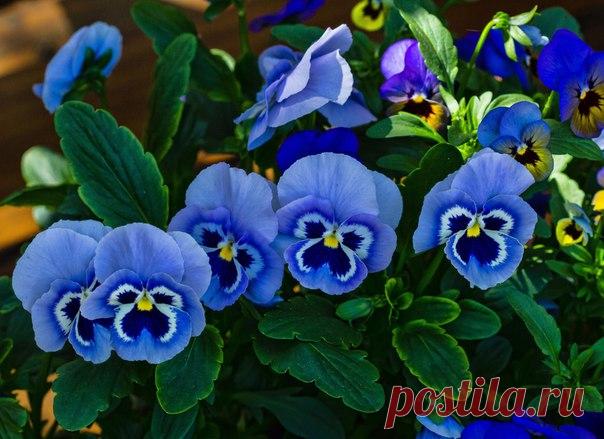 The soul of nature | Душа природы