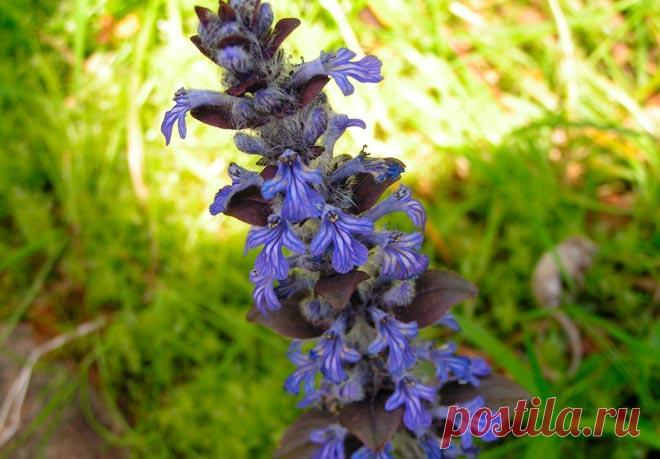 Сорта живучки (аюги) и особенности выращивания в открытом грунте Живучка ползучая повсеместно используется в ландшафтном дизайне. Красивое почвопокровное растение с ярко-фиолетовыми, белыми и синими цветами за короткое время превращает приусадебный участок или двор...