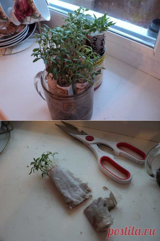 Посеяла семена томатов по безземельной технологии .