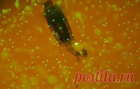 Зоопланктон, поедающий пластик, сняли на видео / Geektimes
