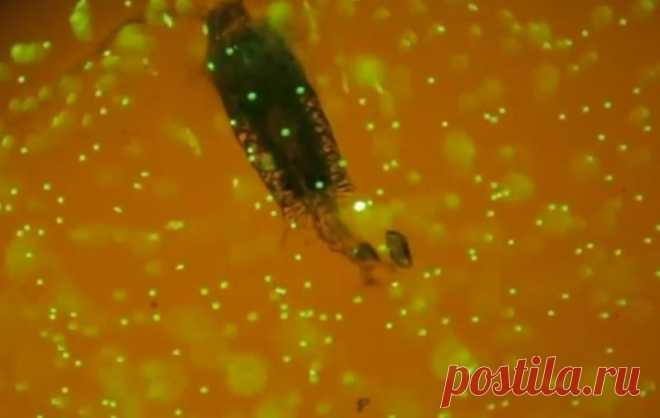 Зоопланктон, поедающий пластик, сняли на видео / Geektimes