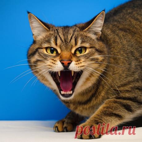 Крикну, а в ответ тишина - OGADANIE.RU