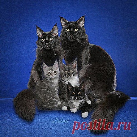 Одноклассники