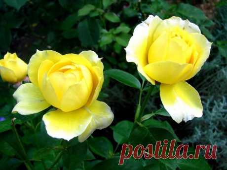 РОЗЫ | 3 081 фотография