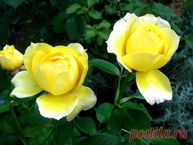 РОЗЫ | 3 081 фотография