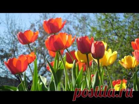 Цвела, буянила весна! Невероятно красивый ролик о весне и о любви! - YouTube