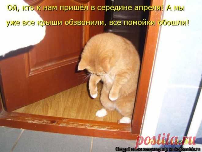 Лучшие котоматрицы прошедшей недели / Питомцы