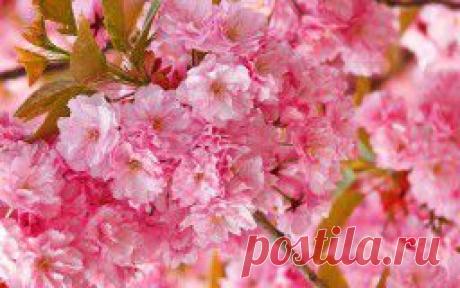 Цветы - обои на рабочий стол.