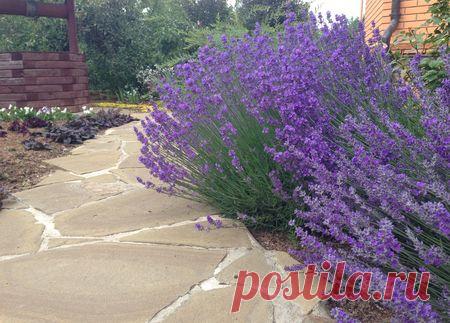 Как удалось подружиться с лавандой