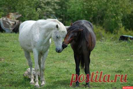 Фото: Закономерный итог схватки. Фотограф Виталий Богданович. Фото животных - Фотосайт Rasfokus.ru