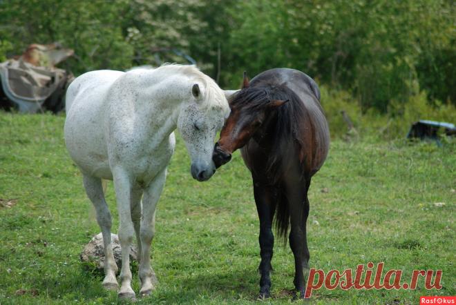 Фото: Закономерный итог схватки. Фотограф Виталий Богданович. Фото животных - Фотосайт Rasfokus.ru