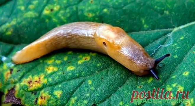 Чем бороться и чего боятся слизни - Agro-Market