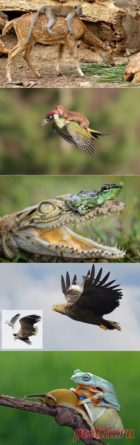 19 животных, которые решили передвигаться автостопом