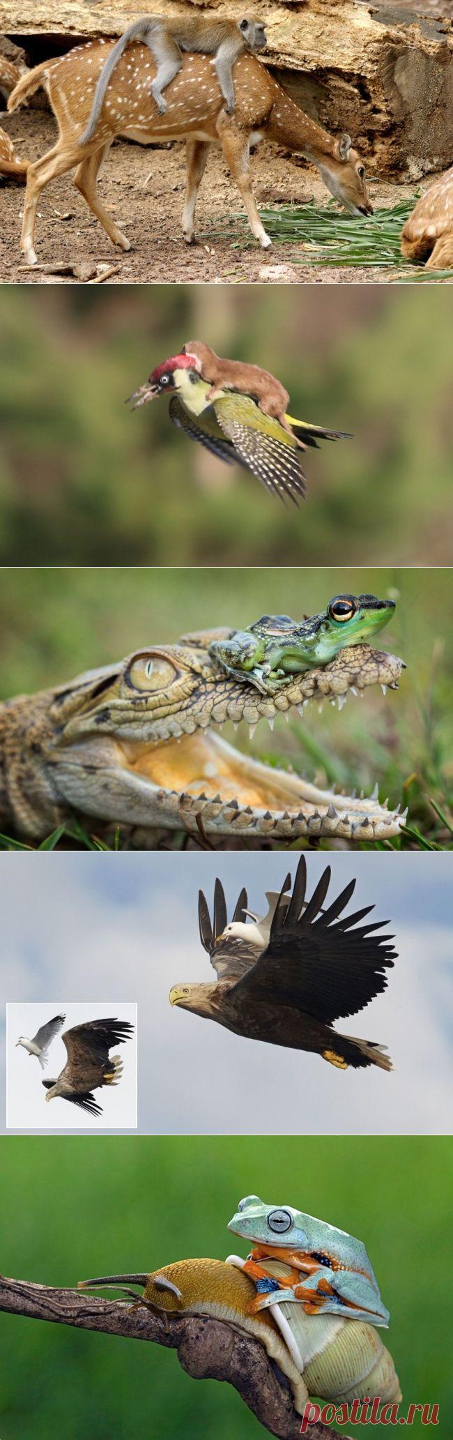 19 животных, которые решили передвигаться автостопом