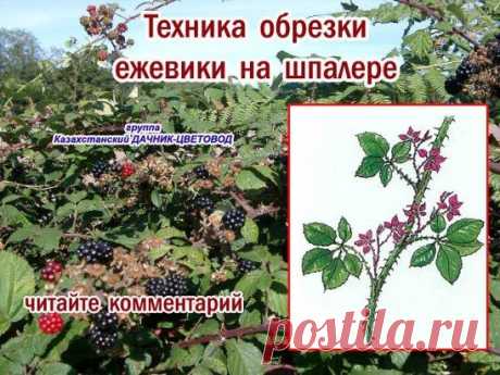 Обрезка ежевики