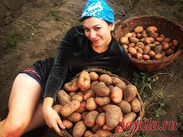 Не рано, не поздно: когда выкапывать картошку по правилам. Главные признаки | Секреты садоводства | Яндекс Дзен