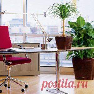 Усадьба | Цветы в доме : Как выбрать растения для офиса?