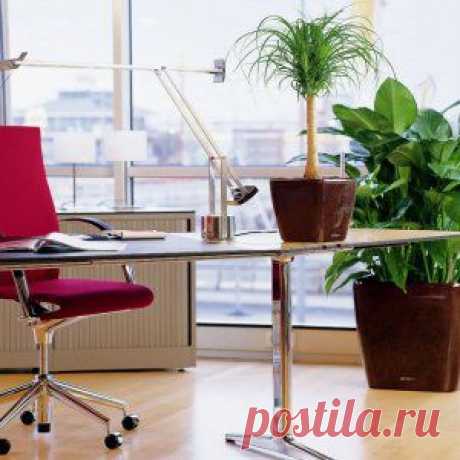 Усадьба | Цветы в доме : Как выбрать растения для офиса?
