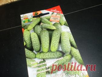 7 суперпучковых огурцов для чудо урожая | 6 соток