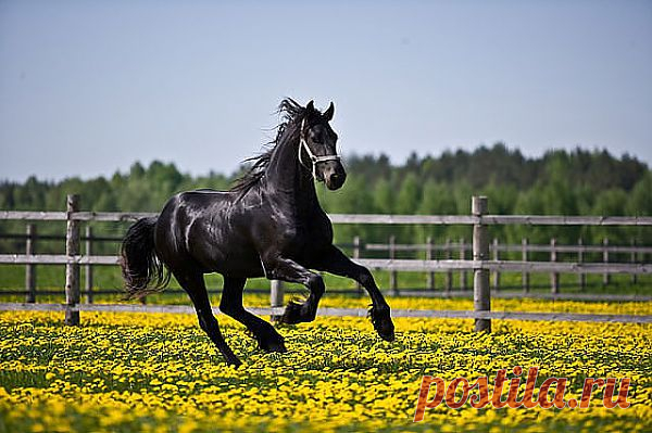 лошади