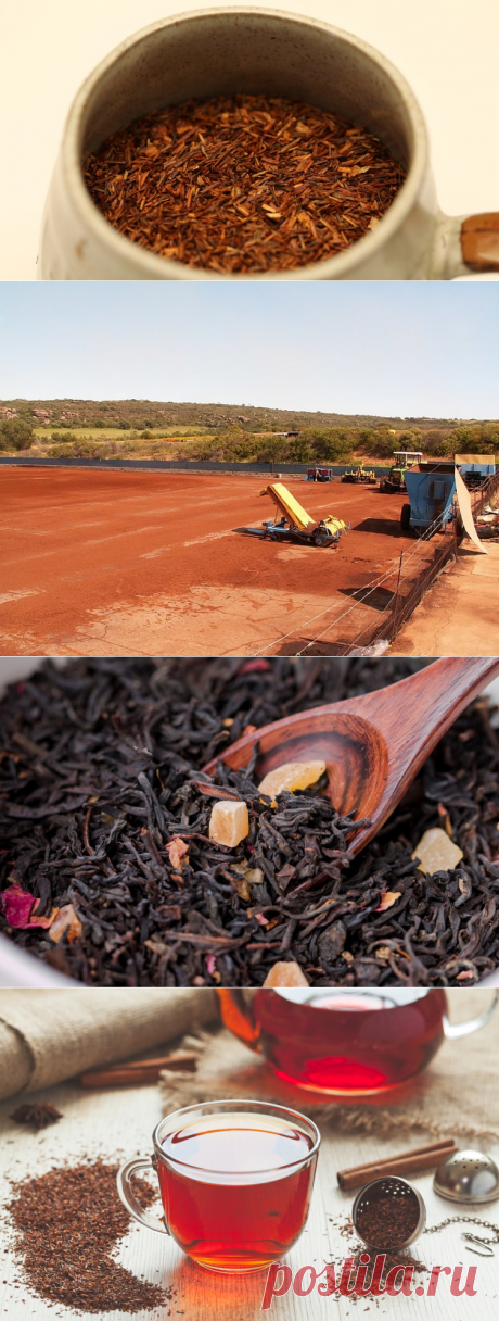 Что такое ройбуш? Таблица Менделеева в одной чашке | Еда и кулинария