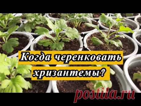 КОГДА МОЖНО ЧЕРЕНКОВАТЬ ХРИЗАНТЕМЫ? Декабрь 2020