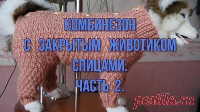 Комбинезон для собаки или кошки с закрытым животиком. С расчетом рядов и петель. Часть 2.