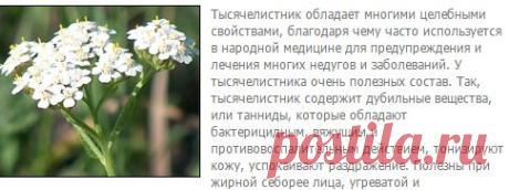 Тысячелистник. Полезные свойства и лечение тысячелистником. Женский сайт www.InMoment.ru
