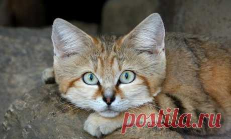 Барханный кот