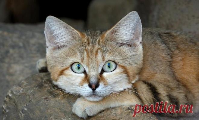 Барханный кот