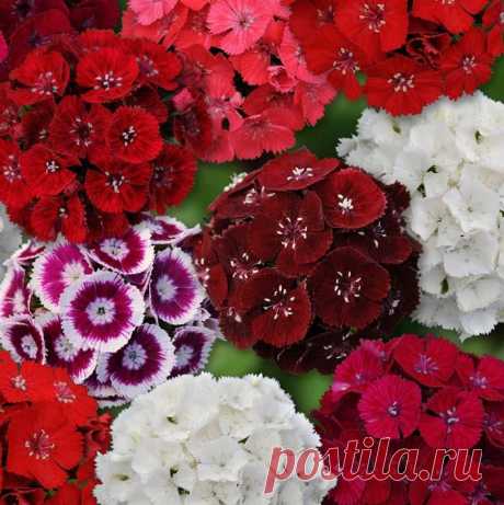 Dianthus Sweet Mix F1 – Harris Seeds