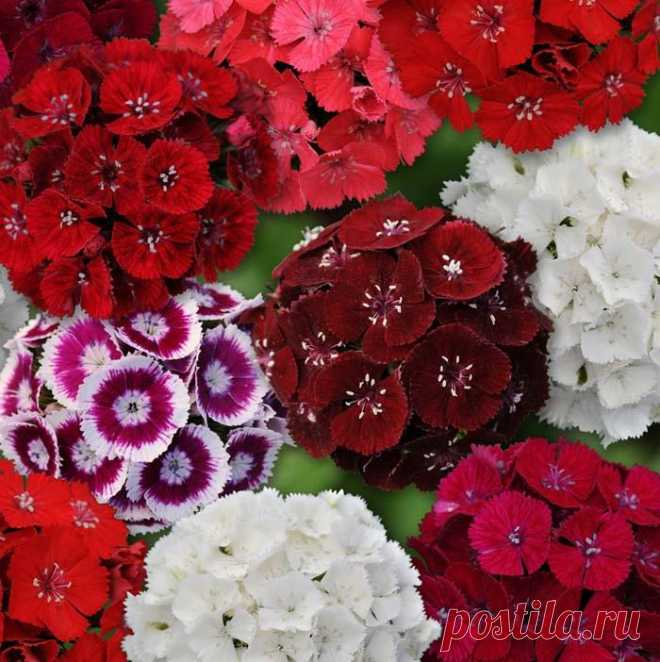 Dianthus Sweet Mix F1 – Harris Seeds