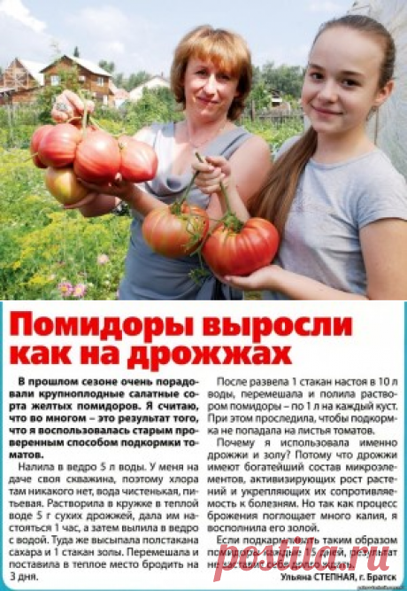 «Дедовский» рецепт для томатов.