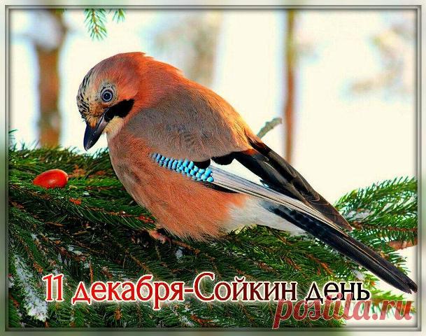 Поздравляем с Сойкиным днем! Пусть ваша забота о птицах принесет вам радость и благополучие. Спасибо, что помогаете лесным жителям! Открытки на Сойкин день!