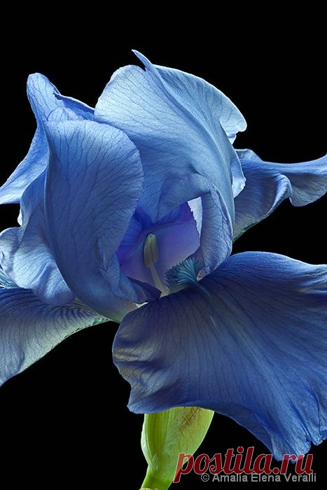 Blue Iris #flower  /  Источник:  amaliaphotography.com  
|  Pinterest • Всемирный каталог идей