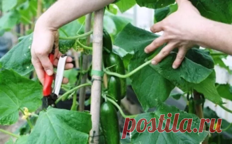 НУЖНО ЛИ ВООБЩЕ ПРИЩИПЫВАТЬ ОГУРЦЫ?