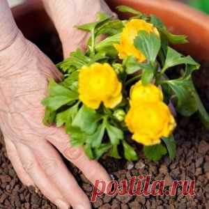 Пересадка комнатных растений – следуем правилам | Цветы в доме (Усадьба)