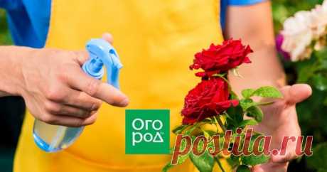 Ошибки, которые вы совершаете при выращивании роз Розы – растения довольно капризные. Чтобы они радовали вас своим пышным цветением максимально долго, нужно соблюдать все правила агротехники. Любая ошибка при выращивании роз может ослабить цветение и даже привести к гибели куста.
