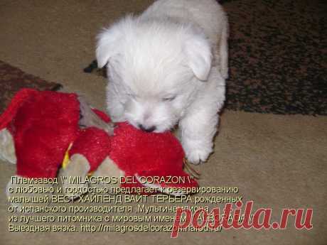 Племзавод &quot; MILAGROS DEL CORAZON &quot; c любовью и гордостью предлагает к резервированию малышей ВЕСТ ХАЙЛЕНД ВАЙТ ТЕРЬЕРА - 1 мальчика и 3 девочек ,рожденных от испанского производителя ,Мультичемпиона из лучшего питомника с мировым именем &quot; ALBORADA&quot;