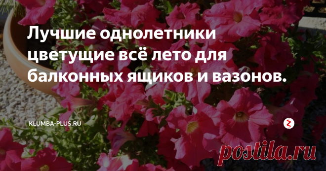 Лучшие однолетники цветущие всё лето для балконных ящиков и вазонов. Для украшения балконов, террас, открытых веранд, беседок, дворов можно использовать балконные ящики, вазоны, подвесные кашпо на высоте и любые ёмкости или колёса на земле, чтобы высадить в них цветы для создания мини клумб. Такие яркие пятна будут радовать глаз, поднимать настроение,  украшать место, где все собираются для отдыха летом.