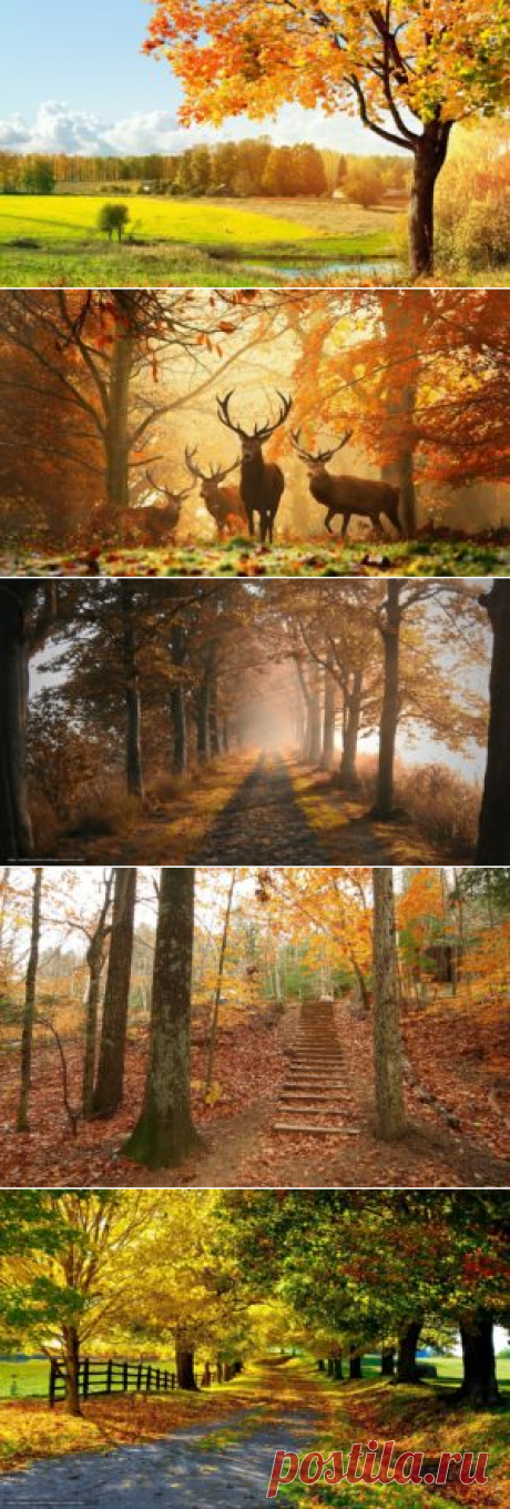 Осенние картинки: желтые листья, красивые пейзажи (15 фото)