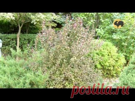 Сад делового человека. Ландшафтные хитрости 90