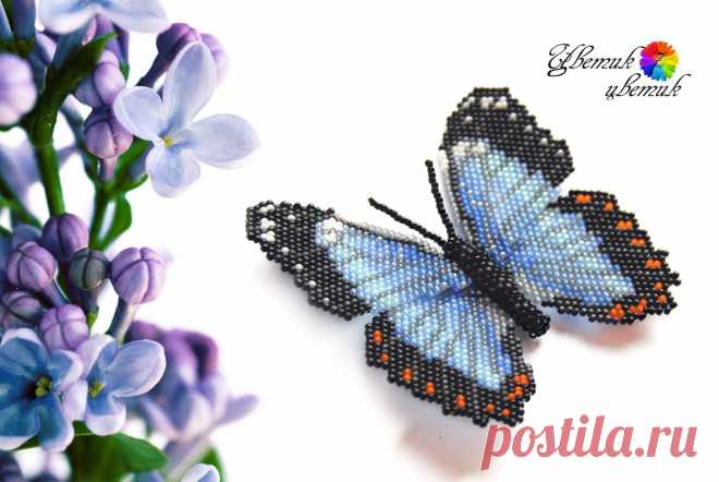 biser.info_17815_morfo-egej-morpho-aega_1395243500.jpg (1600×1071)