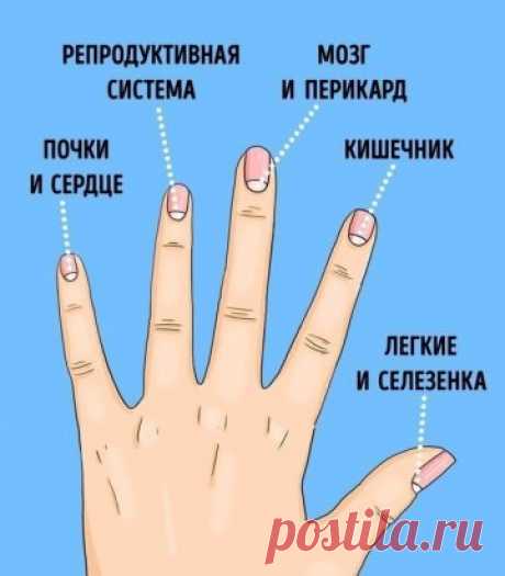 13 проблем со здоровьем, о которых предупреждают лунки на ногтях
Изменения лунки на одном пальце• Лунула (это видимая часть ногтевого корня) на мизинце, как правило, должна быть практически незаметна или вовсе отсутствовать. Связана она с работой почек, тонкого кишечника и сердца. Увеличенная лунка может быть причиной повышенного кровяного давления. • Безымянный палец отвечает за работу репродуктивной и лимфатической систем. Плохо заметная лунка может говорить о проблемах с обменом веществ. • С