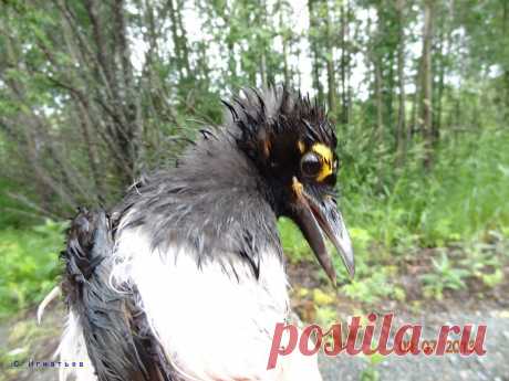 (75) Одноклассники