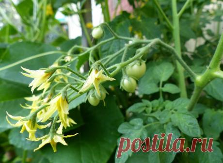 Приумножаем завязь на томатах в разы. Готовьте емкости под небывалый урожай. Делюсь проверенным рецептом | Жизнь огродника | Яндекс Дзен