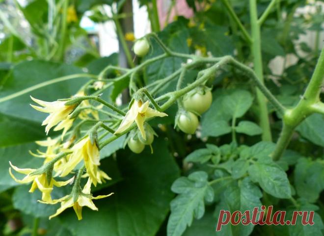 Приумножаем завязь на томатах в разы. Готовьте емкости под небывалый урожай. Делюсь проверенным рецептом | Жизнь огродника | Яндекс Дзен