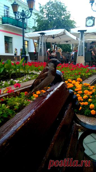 И  еще  раз  о  птичках ...... Брест  ул. Советская еще  июнь  2016