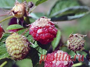 Малина – болезни и вредители, фото: малина желтеет и сохнет; чем обработать малину от болезней и вредителей